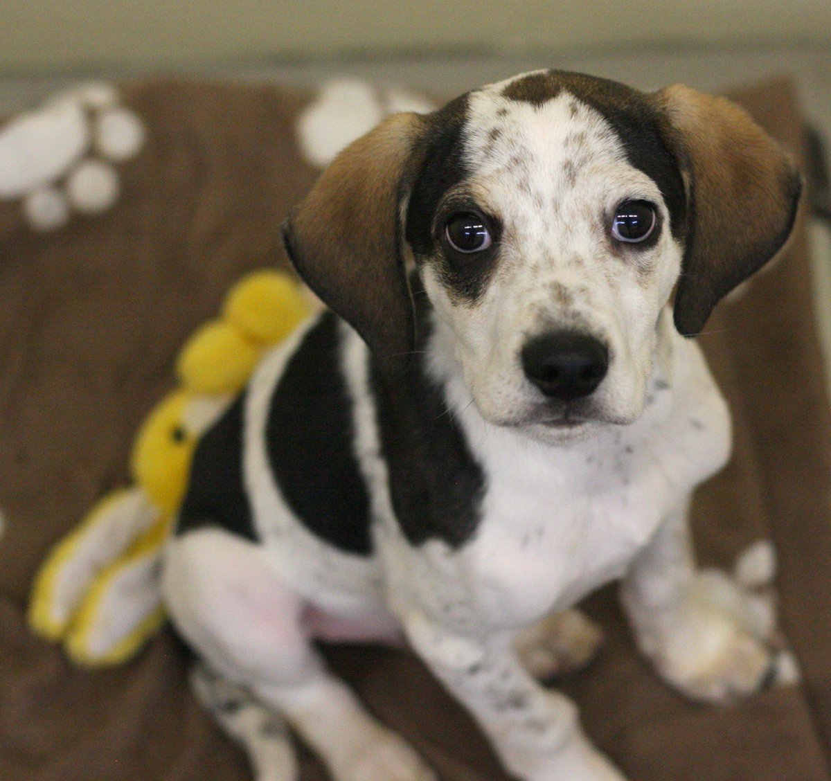 LexingtonHumane's tweet photo. Meet today's @LEX18News Pet of the Day... Smoke!

Smoke is an 11-week-old Pointer mix who can't wait to love you forever. Visit this handsome fella after 1:30pm today at our Everyday Adoption Center located inside PetSmart in Hamburg! #adopt #adoplove #lovehappens https://t.co/AKuVwjRprC
