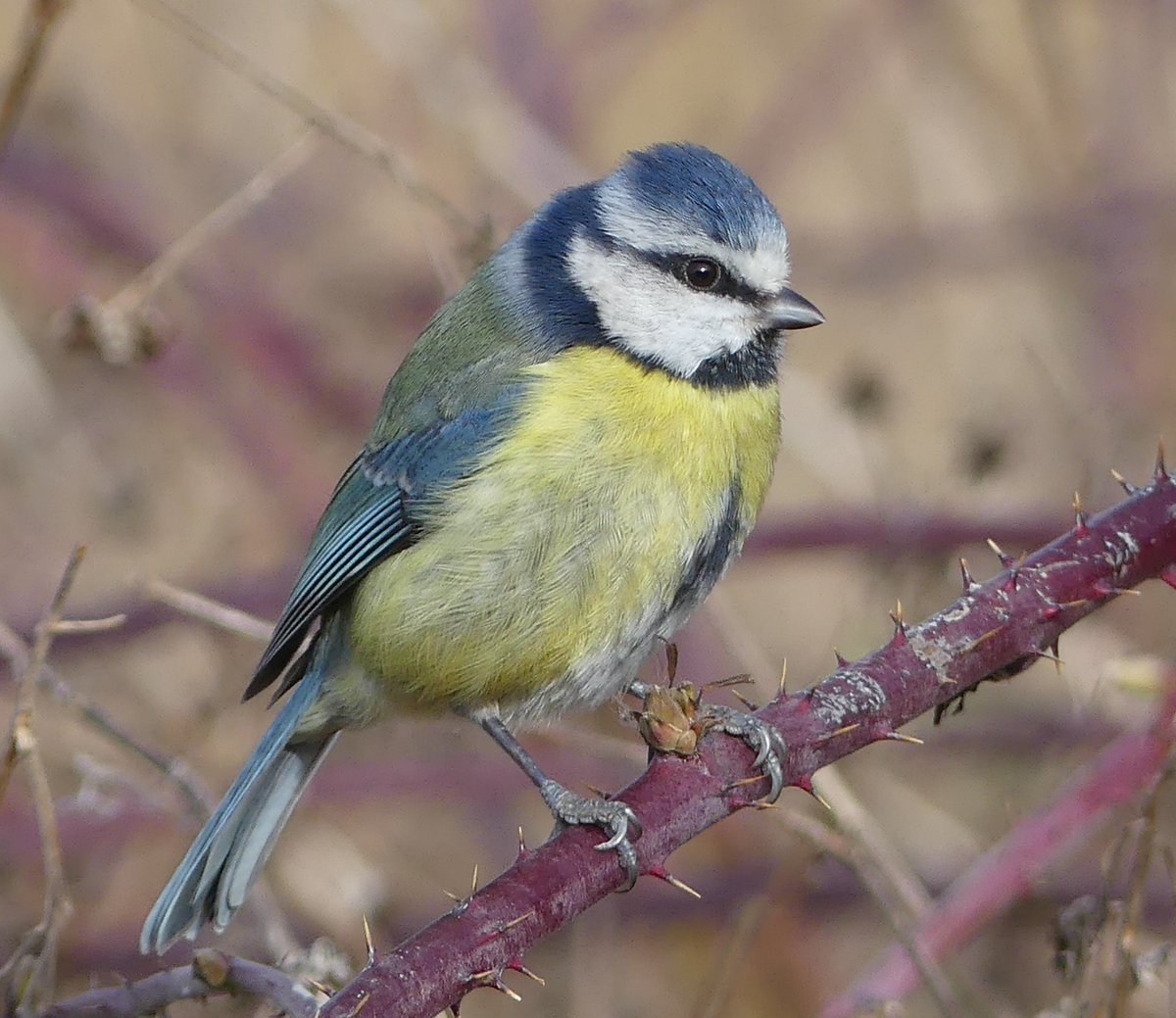 Blue tit hello card anna wright