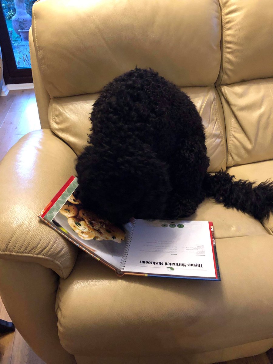 CcgLibrary's tweet photo. Zebedee started with a recipe book but after much disappointed page-licking (didnโt taste like the real thing), he settled with a book all about mountains. โค๏ธ๐พ
#BooksAndBeasts
#ReadingAhead
@readingagency
@Chi_College
@Brinsbury https://t.co/mE6ZnMNkFx