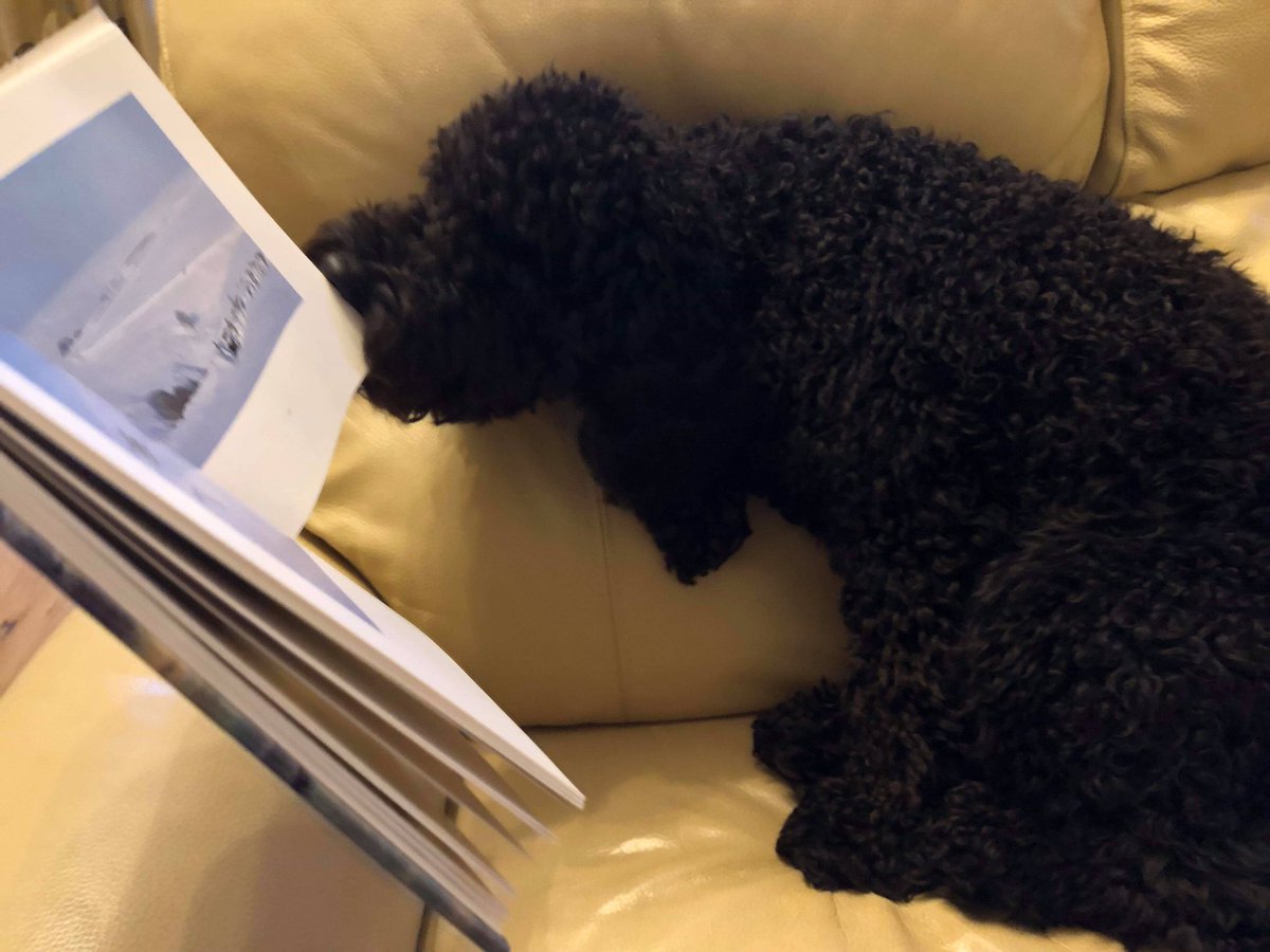 CcgLibrary's tweet photo. Zebedee started with a recipe book but after much disappointed page-licking (didnโt taste like the real thing), he settled with a book all about mountains. โค๏ธ๐พ
#BooksAndBeasts
#ReadingAhead
@readingagency
@Chi_College
@Brinsbury https://t.co/mE6ZnMNkFx