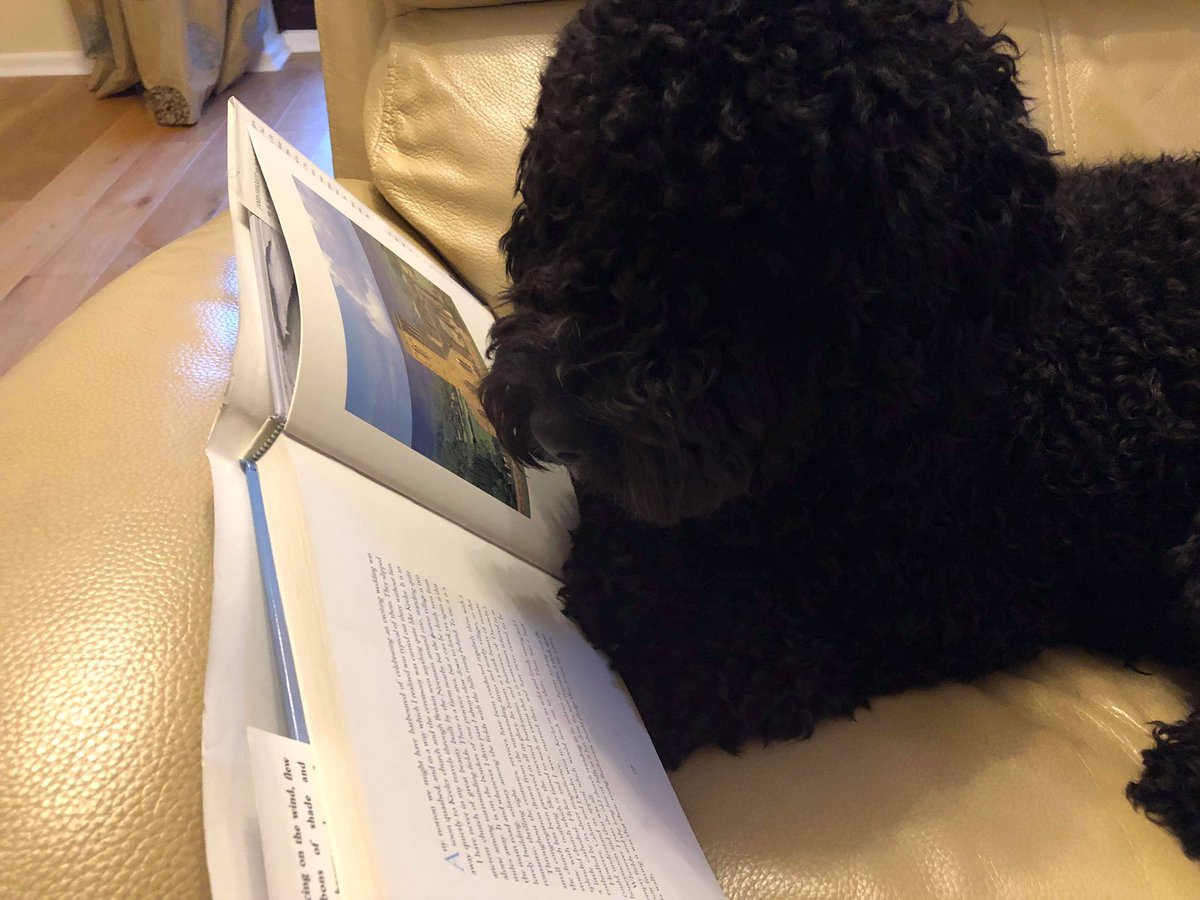 CcgLibrary's tweet photo. Zebedee started with a recipe book but after much disappointed page-licking (didnโt taste like the real thing), he settled with a book all about mountains. โค๏ธ๐พ
#BooksAndBeasts
#ReadingAhead
@readingagency
@Chi_College
@Brinsbury https://t.co/mE6ZnMNkFx