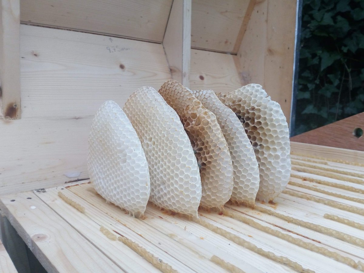 Boomtreebees's tweet photo. Let the bees build their own comb. 
#honeycomb #naturalbeekeeping #beesintrees #rewilding #honeybees https://t.co/GN9b0Oyp9Z