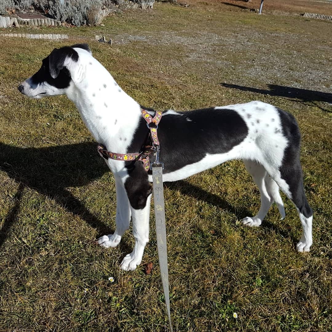animales_apuros's tweet photo. Duque y Neo necesitan un hogar.

¿Recordáis los 5 cachorritos de galgo que rescatamos, famélicos y con una gran infección de parásitos internos?

Pues así de guapos van creciendo y siguen buscando un hogar definitivo, Duque y Neo. https://t.co/3OB3W6XUN5