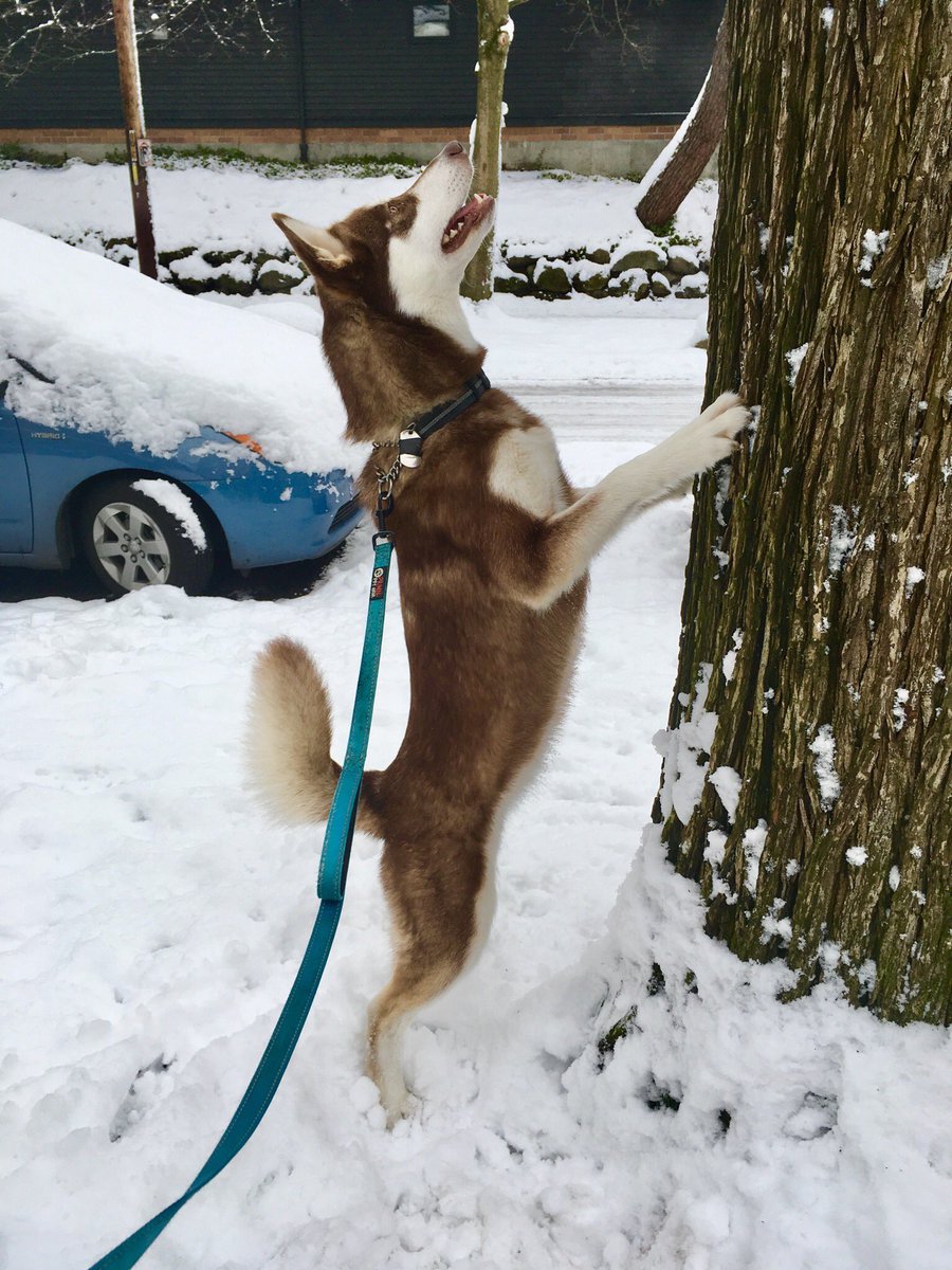 MalaMusings's tweet image. Siggy never seems to get past Step 4 of her 5-step Squirrel Pursuit Protocol:
1) Siggy sees squirrel
2) Squirrel sees Siggy
3) Squirrel climbs up tall tree
4) ????
5) Siggy catches squirrel
#dogsofseattle #dogsoftwitter #malamute