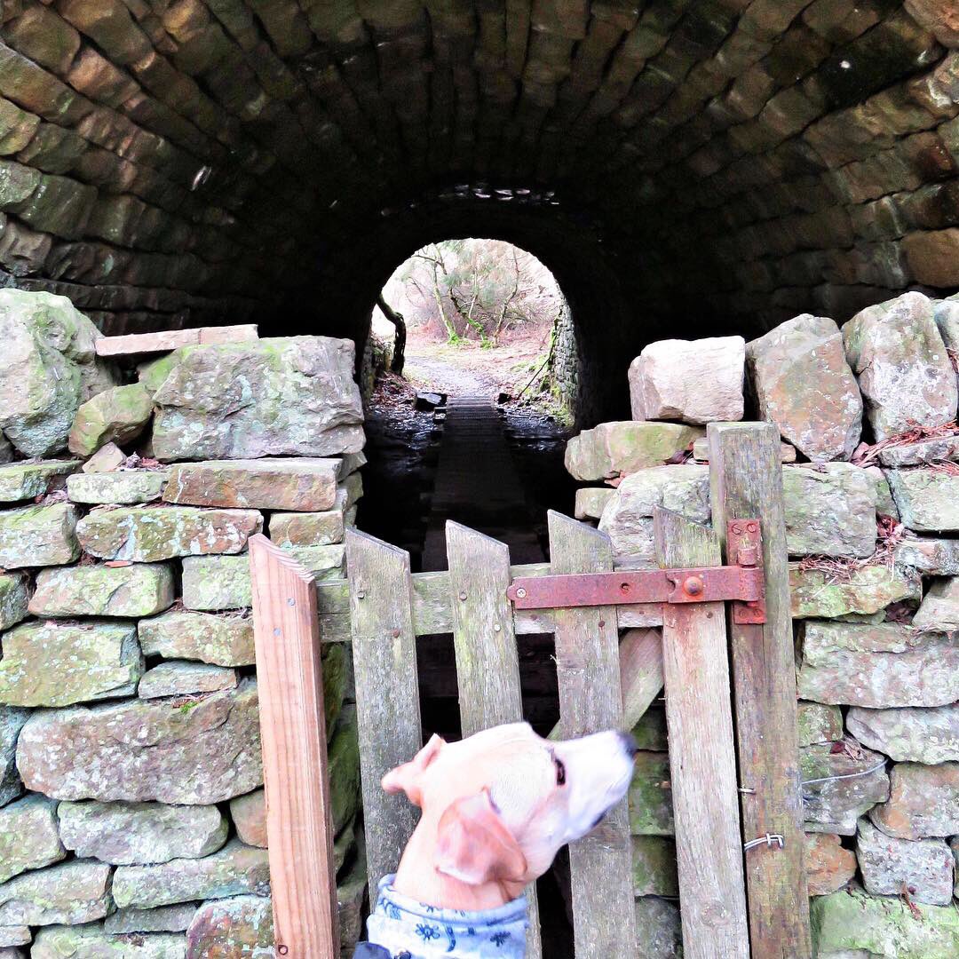 oldcrofthouse's tweet photo. Open the gate on adventure...
#gateway #yorkshiredalesnationalpark #kirkbystephen #madeforexploring #walking #getthosebootsdirty #fremingtonedge #sleigill #leadmines #booze #arklebeck #reeth #leadmining #history https://t.co/CReEWxVWsC