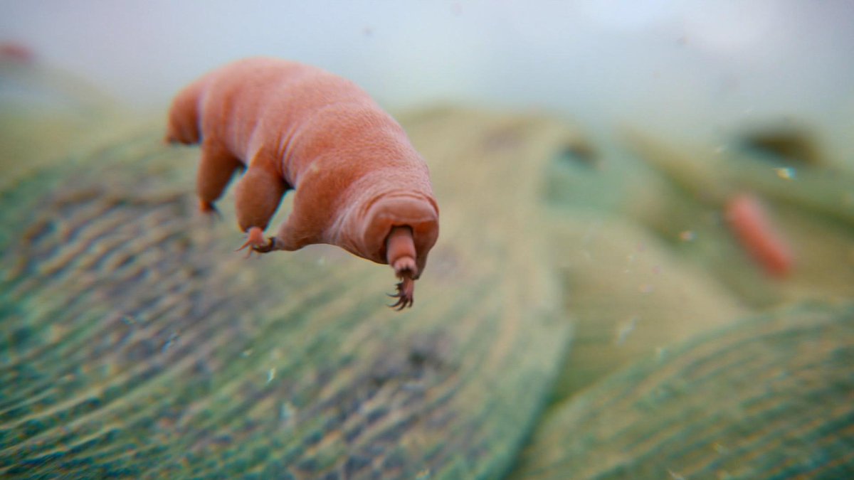 ぢょん 溶岩でも真空でも生きられる宇宙最強クマムシかわいいすぎる