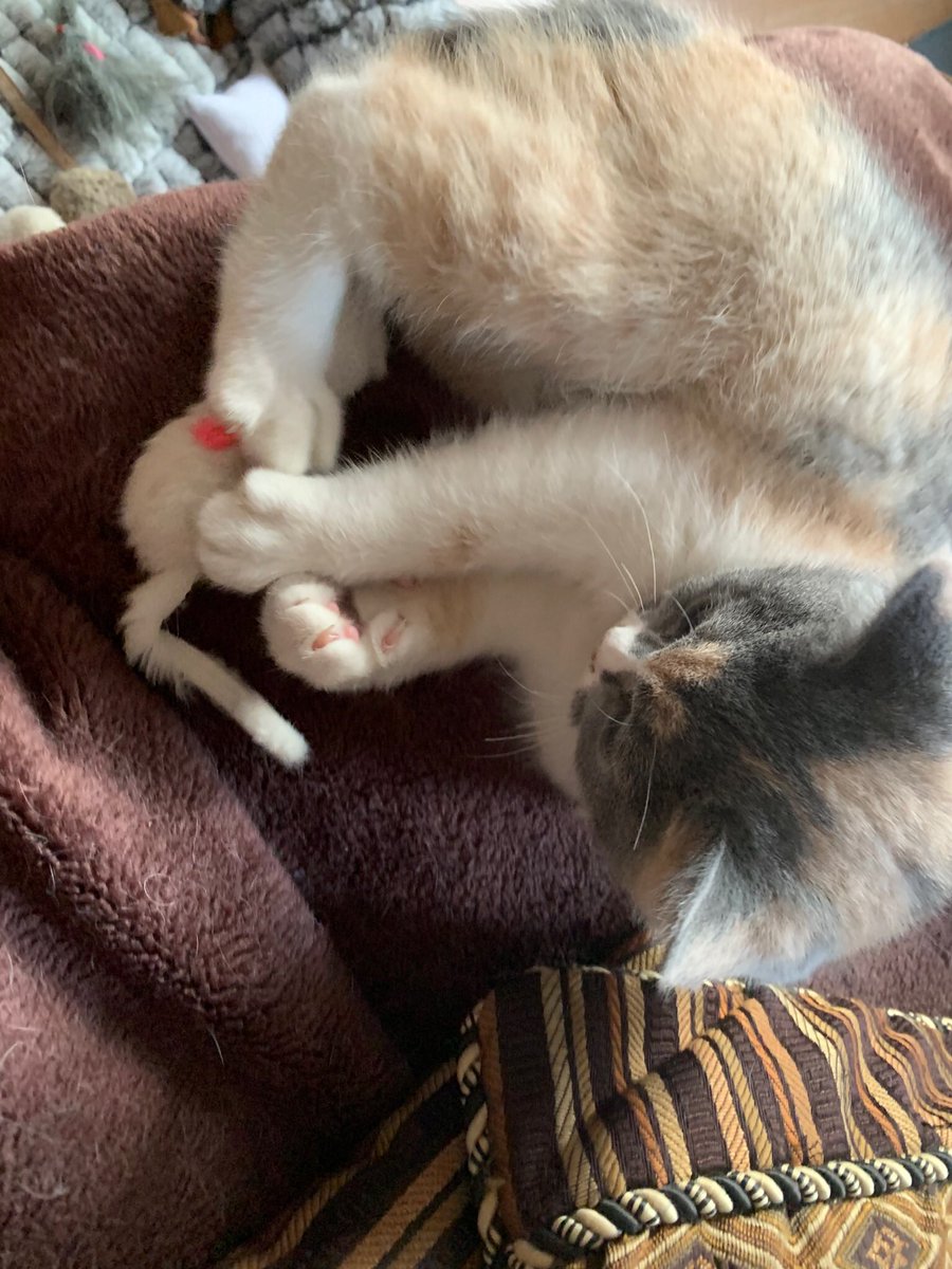 TheChelseaCats1's tweet photo. Cleo practices her pest control skills #peatControl #cat #britishShorthair #feline #catsofTwitter https://t.co/UJeAVuPSks