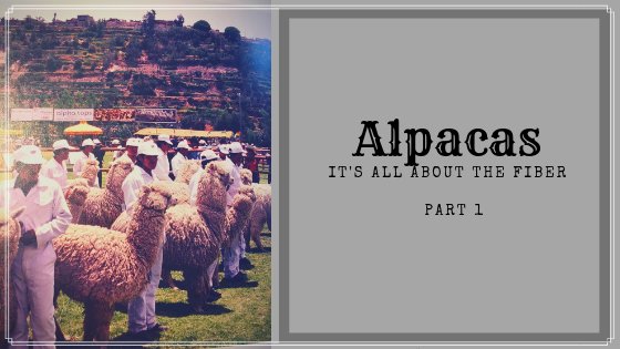 localfiber's tweet photo. ALPACAS: It's all about the FIBER! An article by alpaca shepherd Barb Sodums #Alpacas #Farmer #history https://t.co/zdaLXUxH67 https://t.co/F3mI3bQWqi