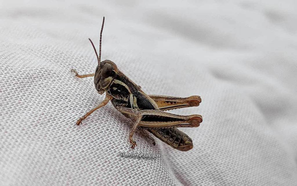 昆虫の減少により世界中の生産が危機にさらされる
