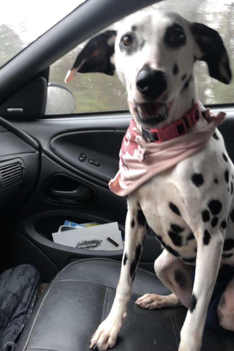 aka_beezyy's tweet photo. The VET?!? You said we were going to the toy store!!! https://t.co/dospirwe0j