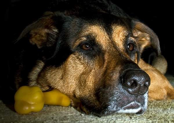 Rebelwolf's tweet photo. @PetGoodbyes @BBCBreakfast Thank you. He was my soul mate. I feel guilty that the pain of losing him was far worse than losing my parents and other family members. I often dream he is still with us and hate waking up realising he's not. He was such an angel. Our gentle giant. ❤️ https://t.co/hnIDbidckG