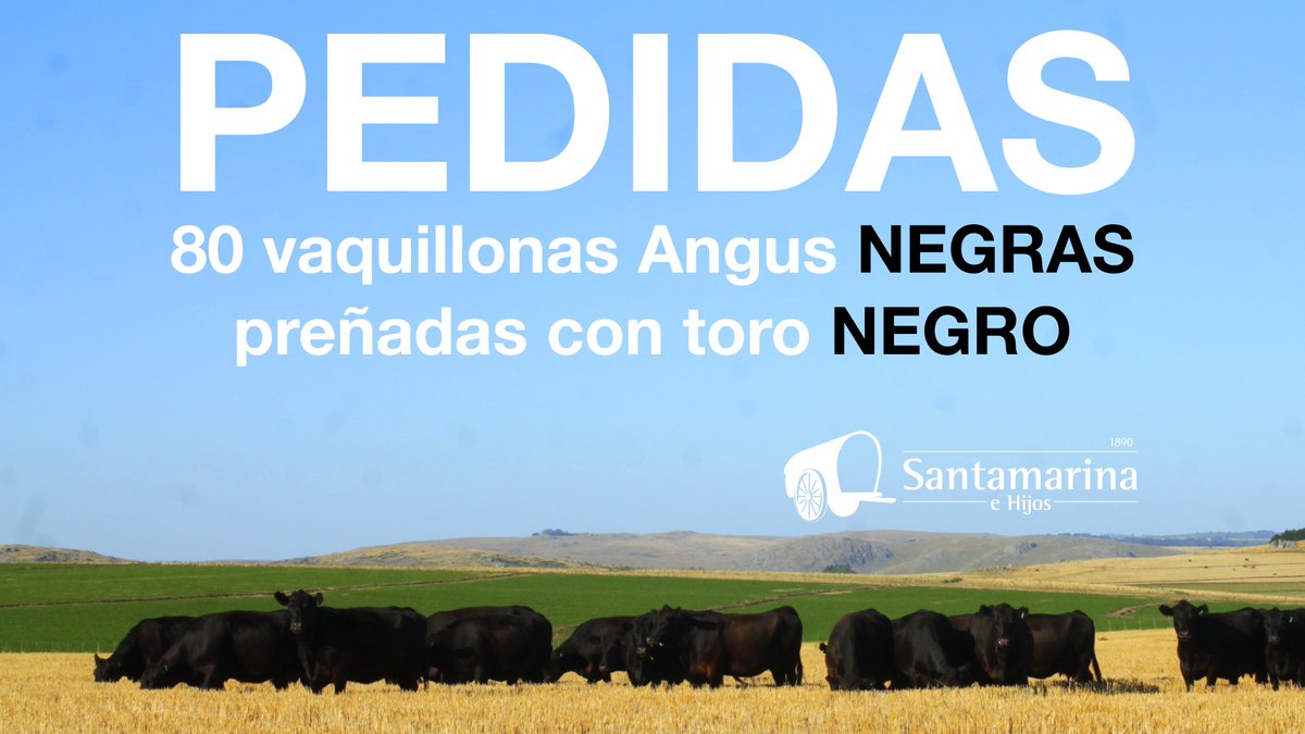 Santamehijos's tweet image. #Compramos #vaquillonas #Angus negras, preñadas con toro negro ♠️♠️♠️
Zona Tandil y Benito Juárez
Interesados, enviar fotos y videos por whatsapp: +54 9 11 6944 8812
santamarina.com.ar