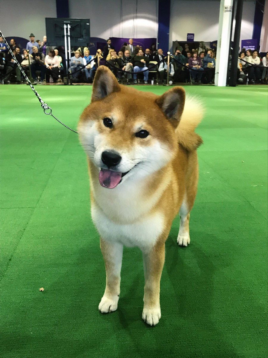 shiba inu westminster dog show 2018
