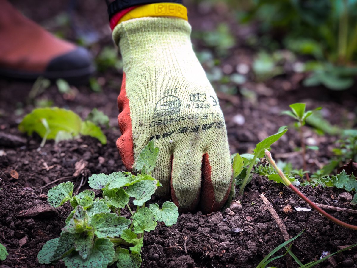 Coming soon - Gorgie City Farm Seed Swap event! Sunday 3rd March, 2-4pm. Bring seeds to swap, heritage seeds available, children's activities, talk to experts, share your growing experiences. All welcome - beginners and experts. <a href="/EdibleGarden1/">Edible Gardening Project</a> #garden #grow #urbanfood