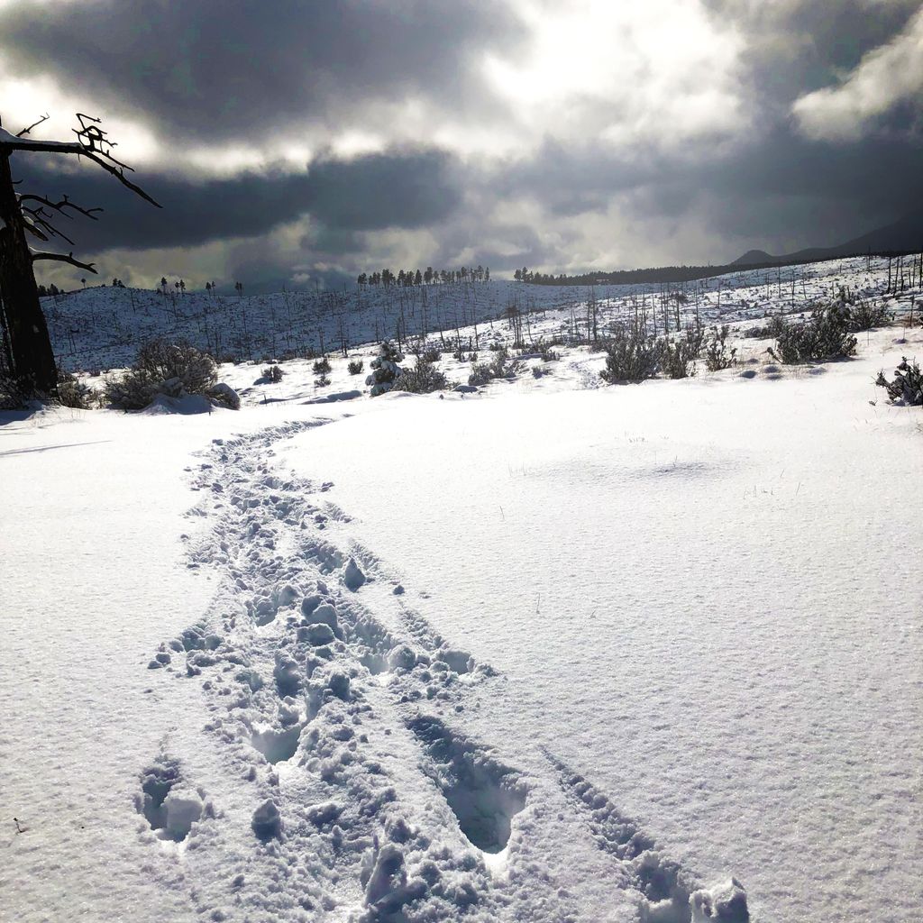 My Trail tweet media