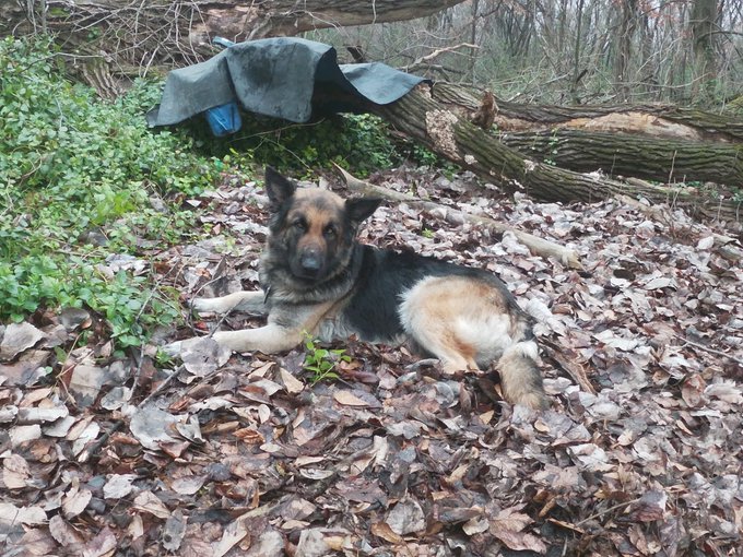 @fungus_666 Hey budd i got me a dog had her for a month now https://t.co/zjT0Jfg2CQ<a class="tags" target="_blank" title="On Twitter" href="/?out=eyJ0eXAiOiJKV1QiLCJhbGciOiJIUzUxMiJ9.eyJpYXQiOjE3MjY3NTI2MjksImlzcyI6InR3cG9ybnN0YXJzLmNvbSIsIm5iZiI6MTcyNjc1MjYyOSwiZXhwIjoxNzU4Mjg4NjI5LCJyZWRpcmVjdF91cmwiOiJodHRwczovL3R3aXR0ZXIuY29tL2Z1bmd1c182NjYifQ.tF5j9N9zq17_HiKkIldrw7kmwidCwwrTxJTdL4od7AKmTqQ-_xwJ4vYzmb0JmcnmVxbVvWk8sb375GrZDse-IA">@fungus_666</a><a href="/tag/youtube"class="tags"><span>#youtube</span></a>