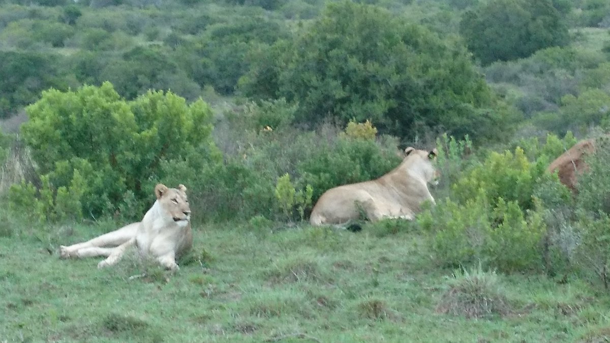 stanleygiffiths's tweet photo. Went out to do a bird count and spotted a couple of lions #safuri #sabbeartical https://t.co/PfXnz17wA0