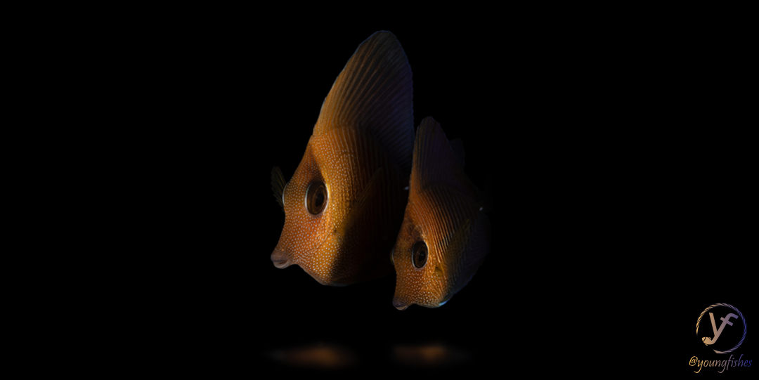 youngfishes's tweet photo. Two Brown Tang (#Zebrasoma #scopas) juveniles on a fringing coral-reef at #Moorea island, French Polynesia. ISO100, f8, 1/200, ext. strobes. SL 3.5 cm. #coralreef #coralreeffish #fish #fishsci #nature #naturephotography #macrophotography #underwater https://t.co/5dvv7argyC