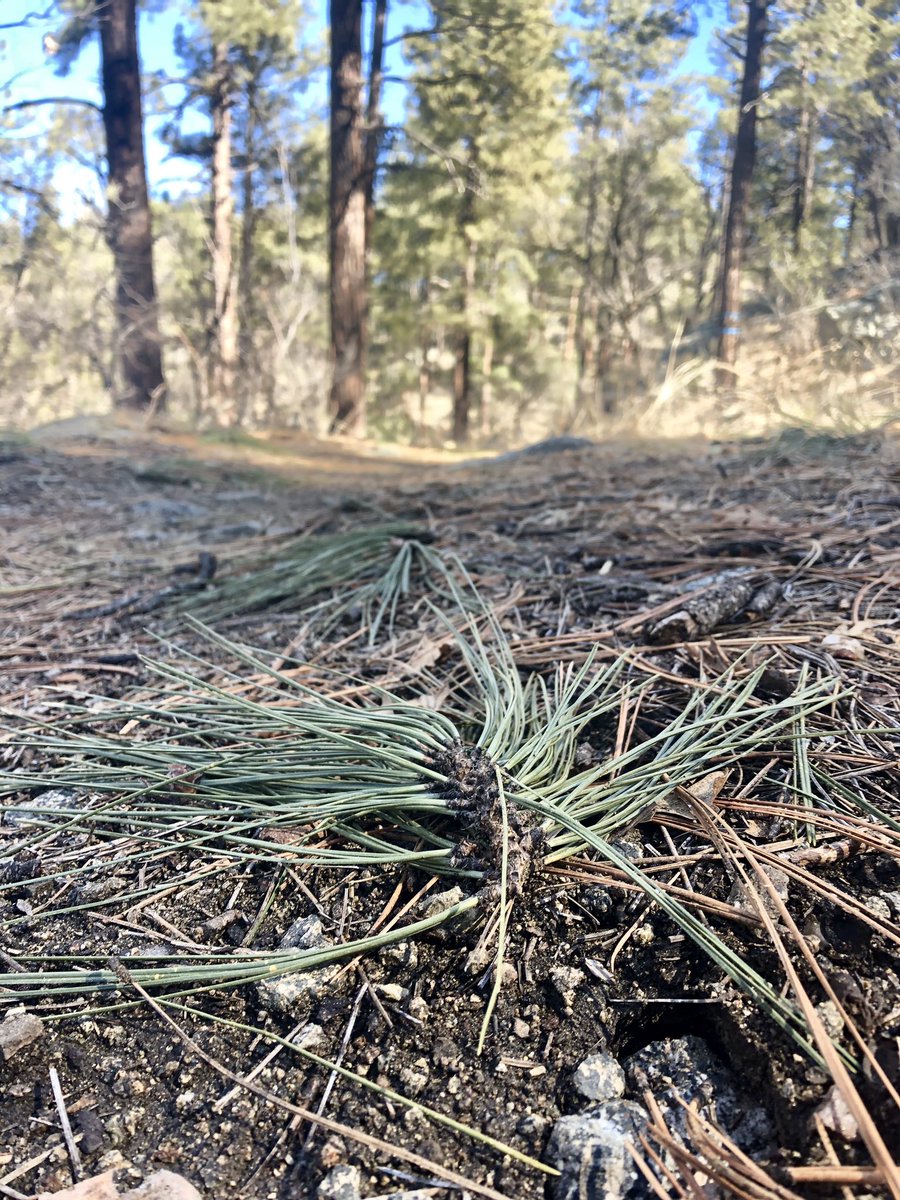NearAndFarAZ's tweet photo. I love finding a new trail! So many new routes in the #SpenceBasin area in the #PrescottNationalForest. #PrescottAZ #WillyNillyTractor #WillowCreek #LittleItaly #hiking #52hikechallenge2019 #hike6 #AZhiking https://t.co/VwFPDR22o1