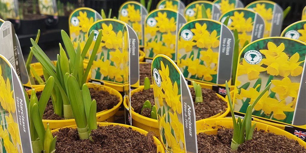 Webbsgc's tweet photo. 🐤 Once you've got your shiny new nest box in your garden, why not brighten up your borders or pots by planting some delicate #narcissus? They add a lovely pop of spring colour to brighten up winter soil and your kids will enjoy getting muddy for an hour! 💛
#WorcestershireHour https://t.co/FC4sb9435Q