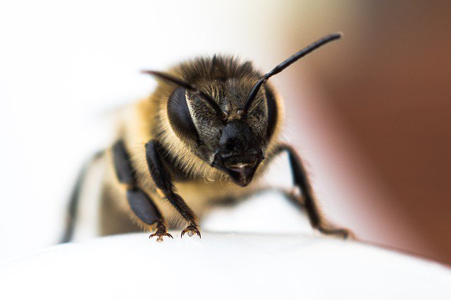 thebeekeeperman's tweet photo. I wish everyone would begin raising honey bees reason being it has a number of advantages for us... #gettingstart... https://t.co/oSoJjIfvs5