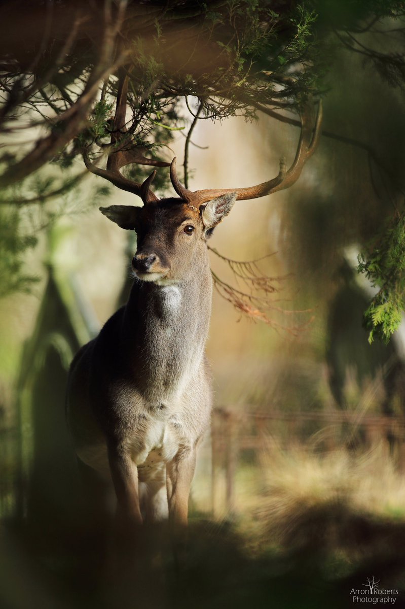 I don’t often shoot in portrait but this majestic Fallow buck suited this composition. A privilege to see at close quarters as they rest in a peaceful churchyard. <a href="/BBCEarth/">BBC Earth</a> @wildlife_uk <a href="/BBCSpringwatch/">BBC Springwatch</a> #earthcapture #forestofdean