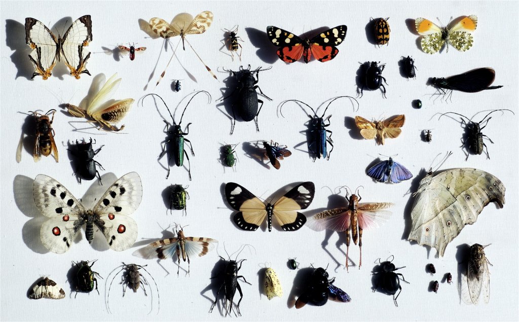 stoltze_dk's tweet photo. Insekterne og menneskehedens overlevelse https://t.co/g28Wl9P9c5 https://t.co/IeQXFgTx4M