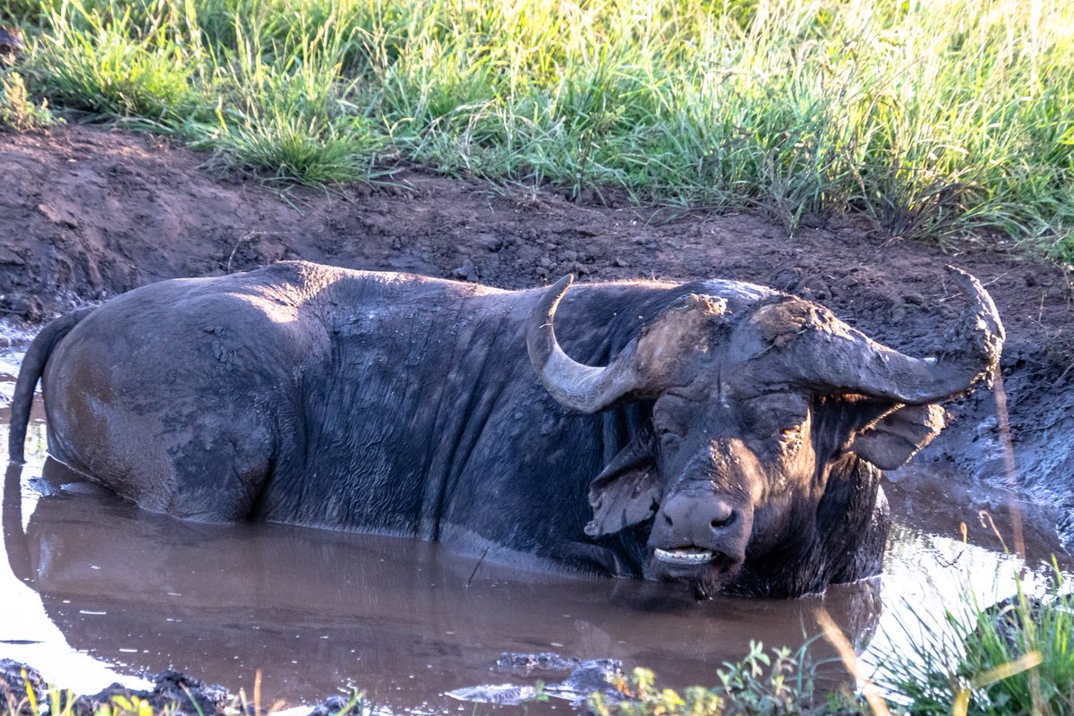 When mudding is life...

#mudding #safari #MeetSouthAfrica