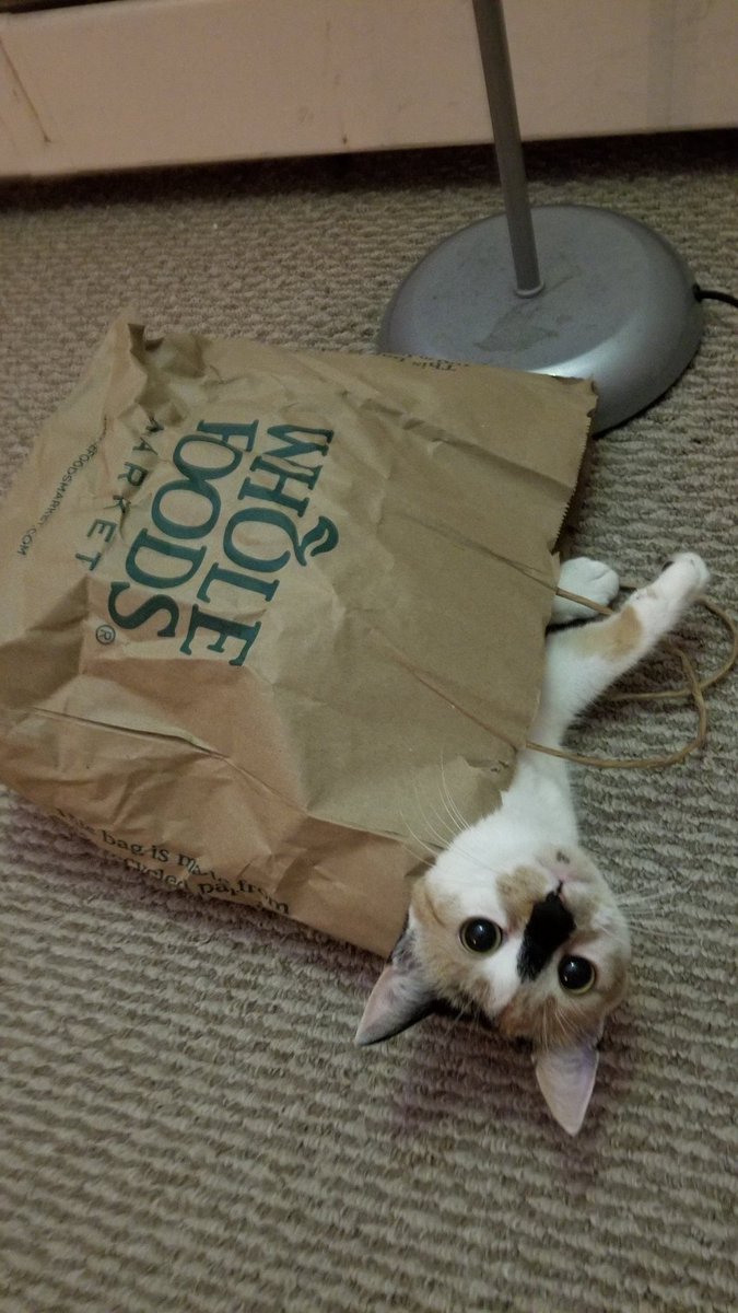 News update: The cats..almost out of the bag. In other news. We are very excited for #Lovefest Friday. So is Arora BoreMeowlis. *the cat in the bag*