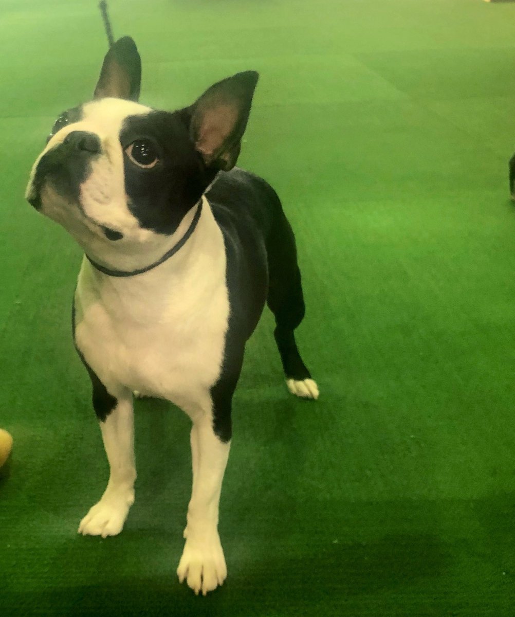 boston terrier westminster dog show