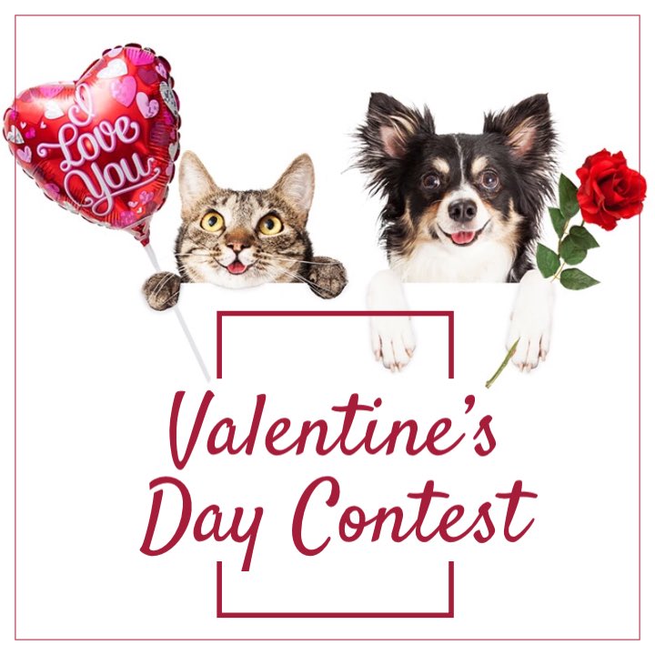 PetVibe's tweet photo. Hey pet lovers 💕 Pets should be loved and celebrated all days of the year, however we wanted to help celebrate the ❤️ this year by doing a special contest for Valentine’s Day 🐶 🐱

To find out more, visit us @petvibeapp on Instagram. Good luck 💕 #celebratelove #petlovers https://t.co/mU6srLDUmC