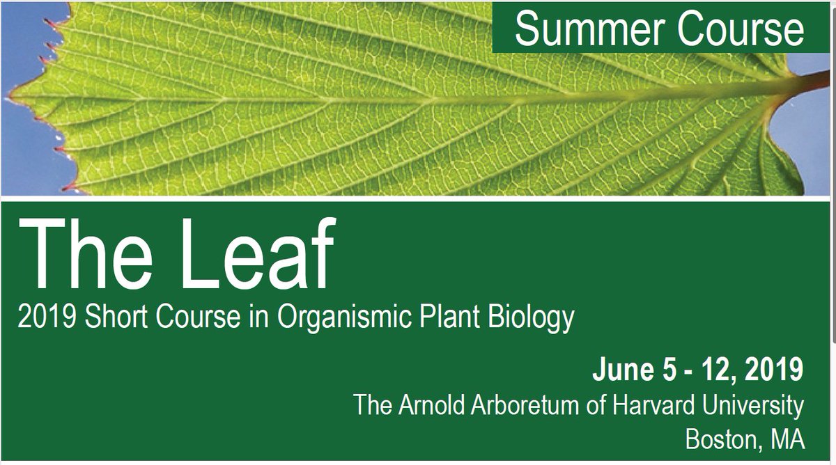 Arnold Arboretum's summer short course is back! Post-docs, grads and undergrads: learn about "the leaf" from the best! arboretum.harvard.edu/education/summ…
#botany #plants