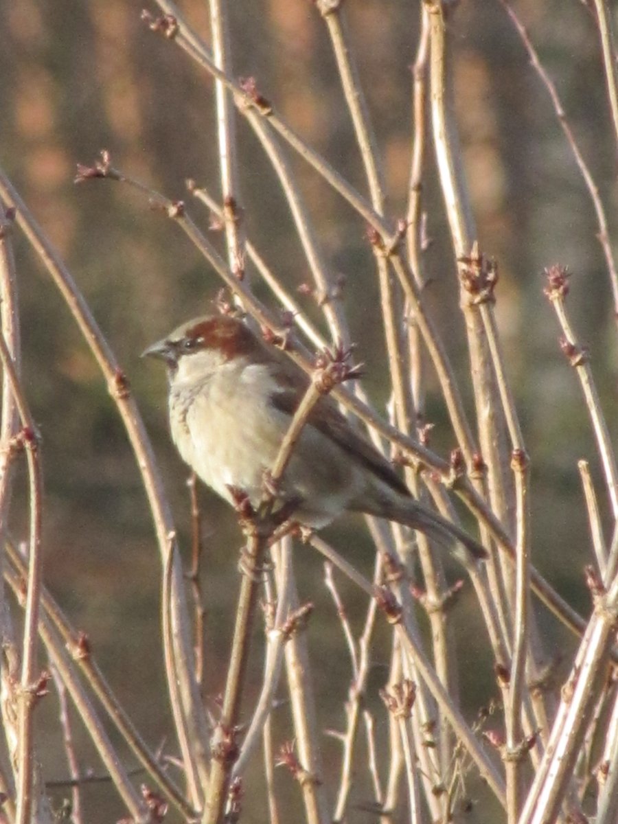 greenbeltsal's tweet photo. The house #Sparas #Spuggies were busy, busy, busy today @SaveOurSparrows https://t.co/pXLDdg7rM1