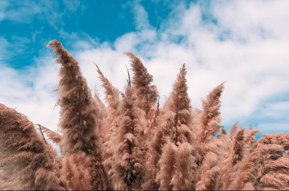Make a dramatic statement with the rich, elegant look of pampas this season. This lush, feathery design will take your breath away as it billows throughout your ceremony or reception venue.