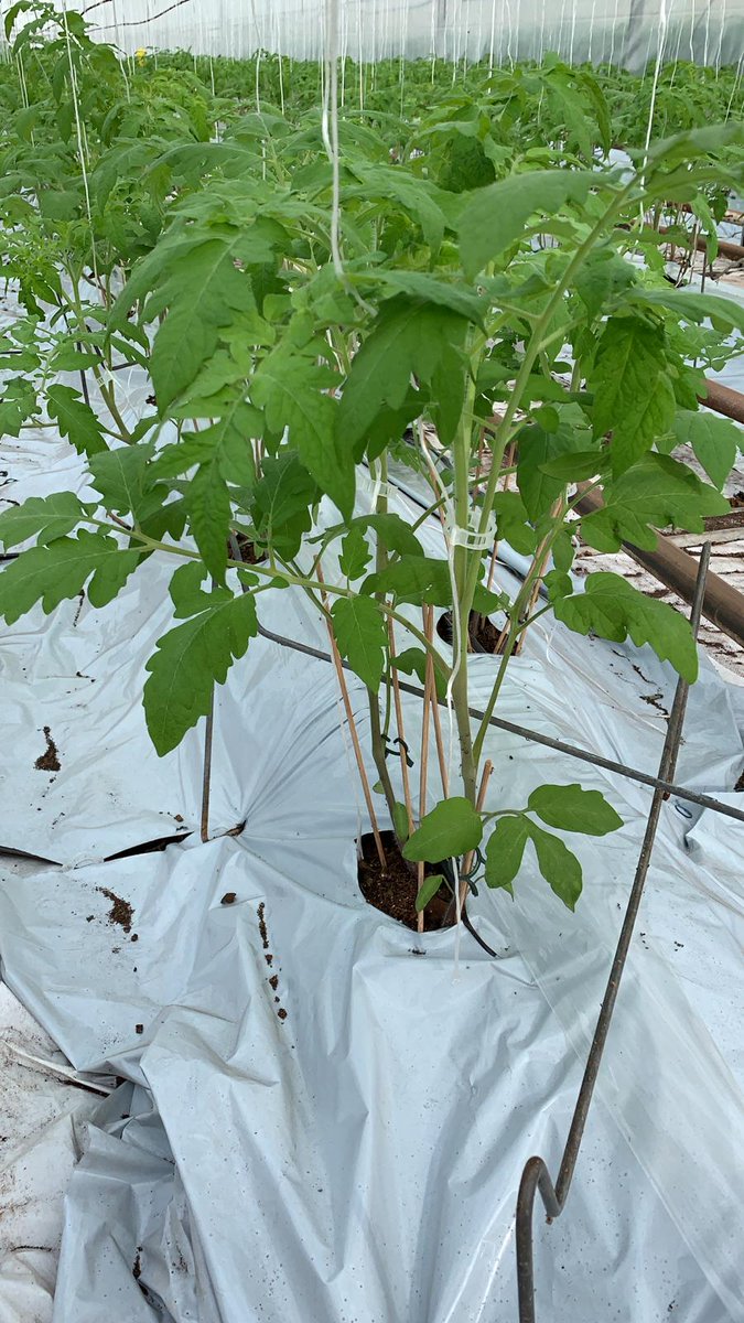 OriginO's tweet photo. Good things come in threes and we are bringing you our 3rd sneak peek - Our TOV!! #goorigino #origino #TOV https://t.co/bEKHYz3W6n