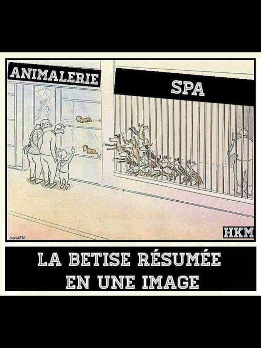 Alohapoppy51's tweet image. #Adopt #nevershop #adoptez