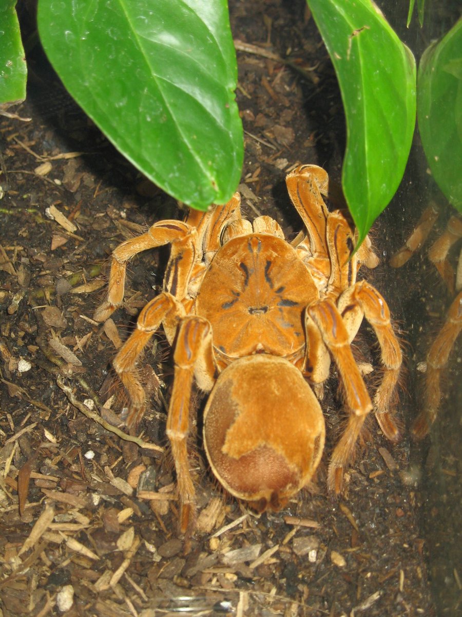 wxtwesttexas's tweet photo. #DidYouKnow That the Goliath Bird-eater #Spider can literally eat small #animals? :O https://t.co/uZLFgdwPsw