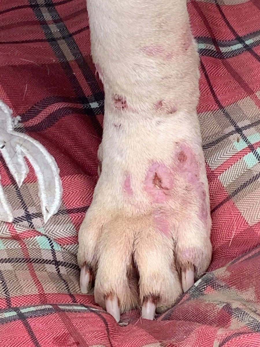 ssfreedomfences's tweet photo. Blizzard! We love you. We are sorry your humans failed you!! On the road to recovery in Seattle ❤️ he needs help with vet his bill! Square cash link https://t.co/Z77HJyd8jj or https://t.co/y27LEBmScN https://t.co/GpMh9OhSV6
