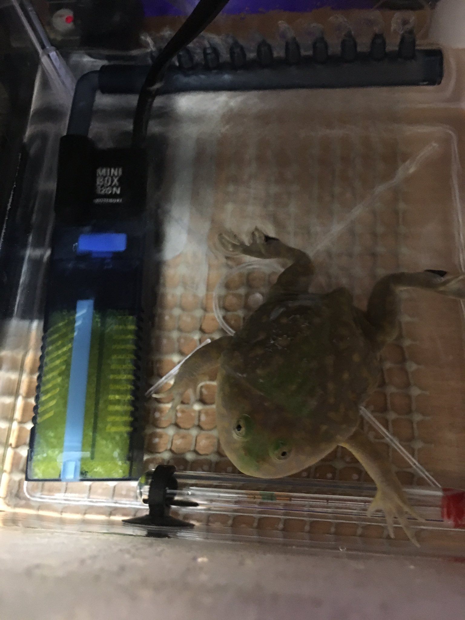 孤 恋 ここい 飼育中 濾過器入れてるのは水換え面倒とかもあるけど脱皮殼がめちゃくちゃまうからそれが気になってつけたけど可愛いすぎるな W 笑笑ほんと癒しです バジェットガエル バジェット マルメタピオガガエル 両生類好きな人