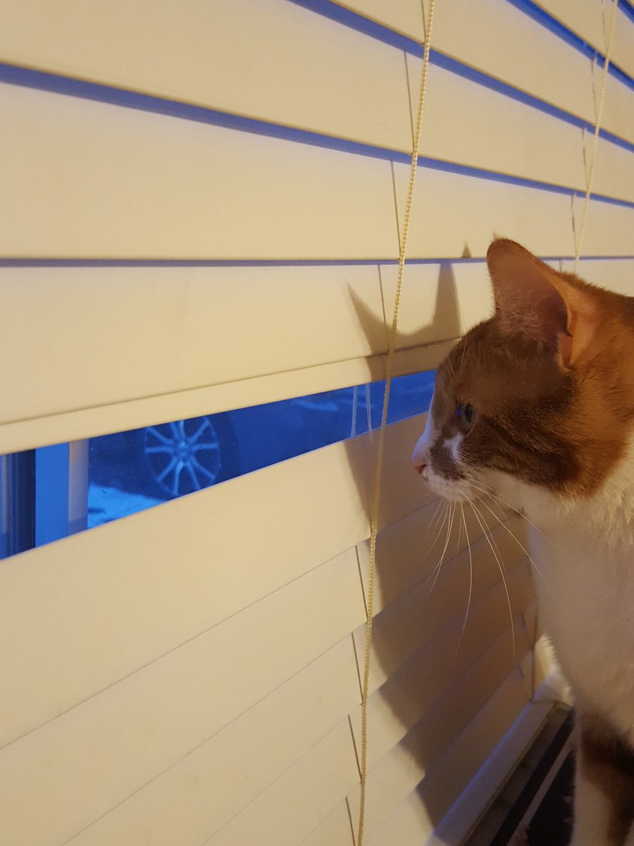 NotYourNiqabae's tweet photo. Sam needs to know what the neighbors are doing, I guess. #HeIsWeird https://t.co/Fxuep82n7r