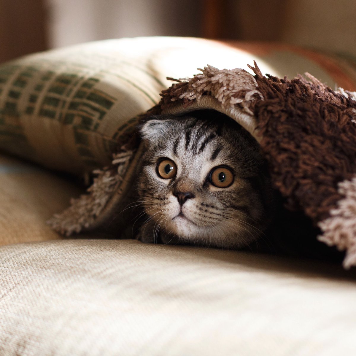 Mahoonline 猫の命 9個ではなかった 実態調査により判明 に対する識者からのコメント Togetter