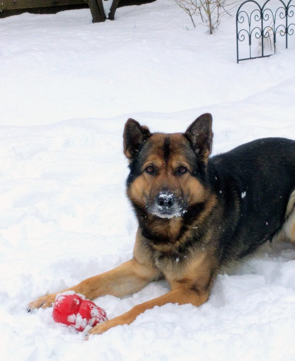 0684Blade's tweet photo. Even though there's no such thing as a "snow day" in our business, it's not gonna stop this happy boy from enjoying the snow! #happydog #playbeforework https://t.co/5BYKua6x6N