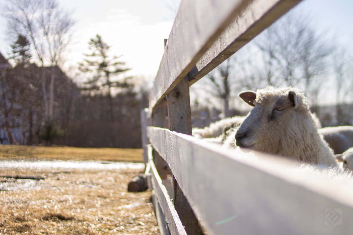 PaulDurdle's tweet image. I don't want any trouble, gentlemen. 🐑
More from my trip to @DoctorsHouseNL with @JAC_Agency a few weeks ago.

Like it if you like it, RT if you love it.

Camera: #Canon EOS #RebelT3/#1100D
Lens: #Yongnuo EF 35mm f/2
Shutter: 1/4000s
Focal: 35mm
Ape: f/2
ISO: 100

#ExploreNL