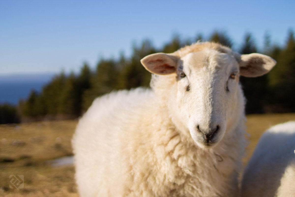 PaulDurdle's tweet image. I don't want any trouble, gentlemen. 🐑
More from my trip to @DoctorsHouseNL with @JAC_Agency a few weeks ago.

Like it if you like it, RT if you love it.

Camera: #Canon EOS #RebelT3/#1100D
Lens: #Yongnuo EF 35mm f/2
Shutter: 1/4000s
Focal: 35mm
Ape: f/2
ISO: 100

#ExploreNL