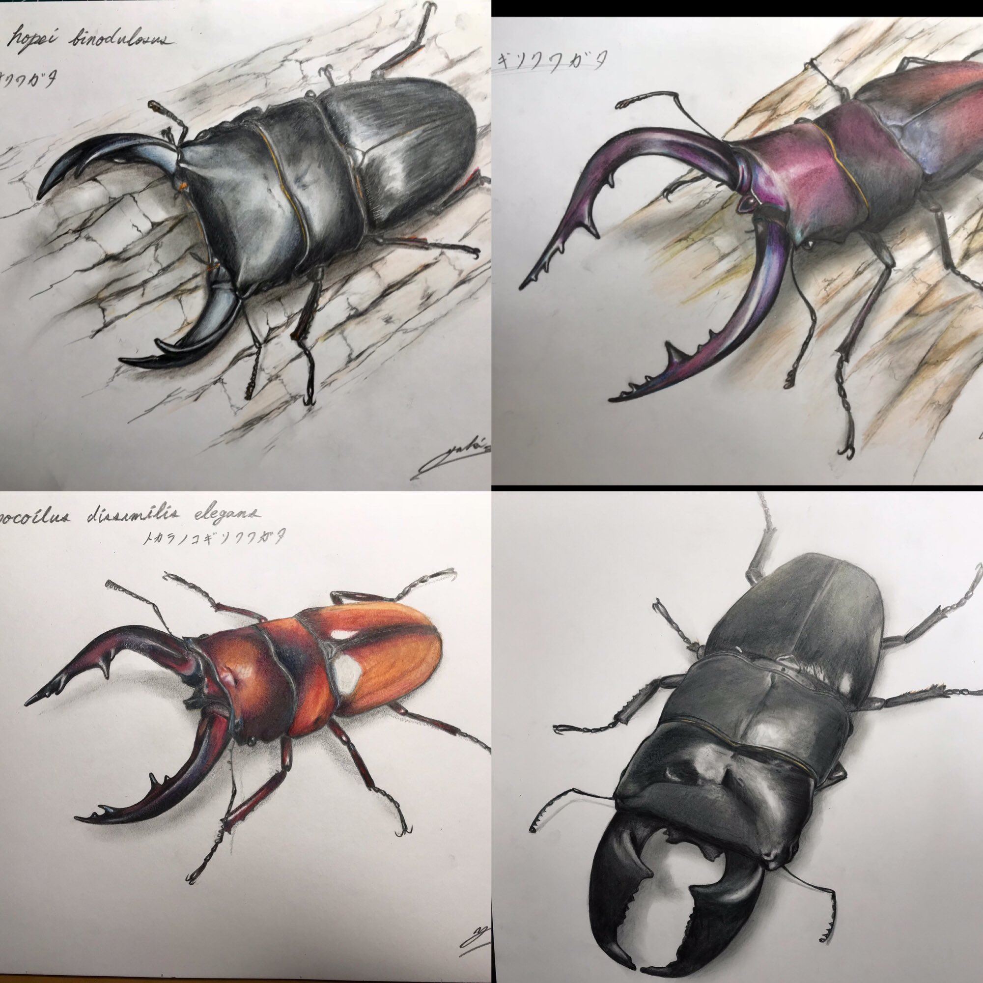 Twitter 上的 佐藤優紀 サラブレッド画家 最近描いたカブクワ 昆虫のイラストまとめました 固定用です ちょっとずつ上達してきたかな この調子でどんどん描いていきます 8 ノ 絵描きさんと繋がりたい 絵描きの輪 クワガタ カブトムシ T Co