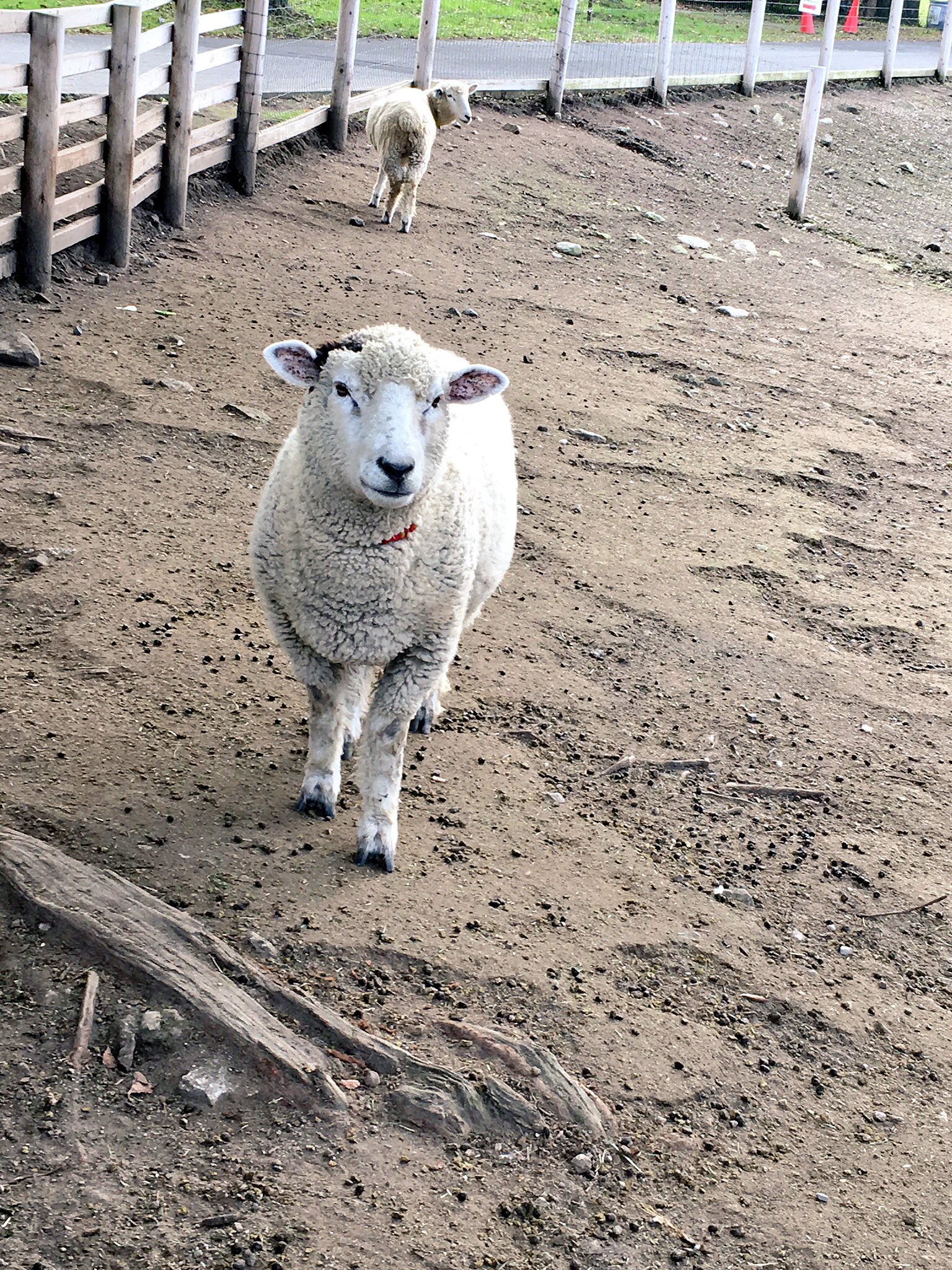 地獄汗だるま No Twitter 超個人的だけど羊成分が足りなすぎて触りたいし乗りたいし抱っこしたいし兎に角じっくり見ていたいから可愛い羊写真眺めてる T Co O0hnvx3xfp Twitter