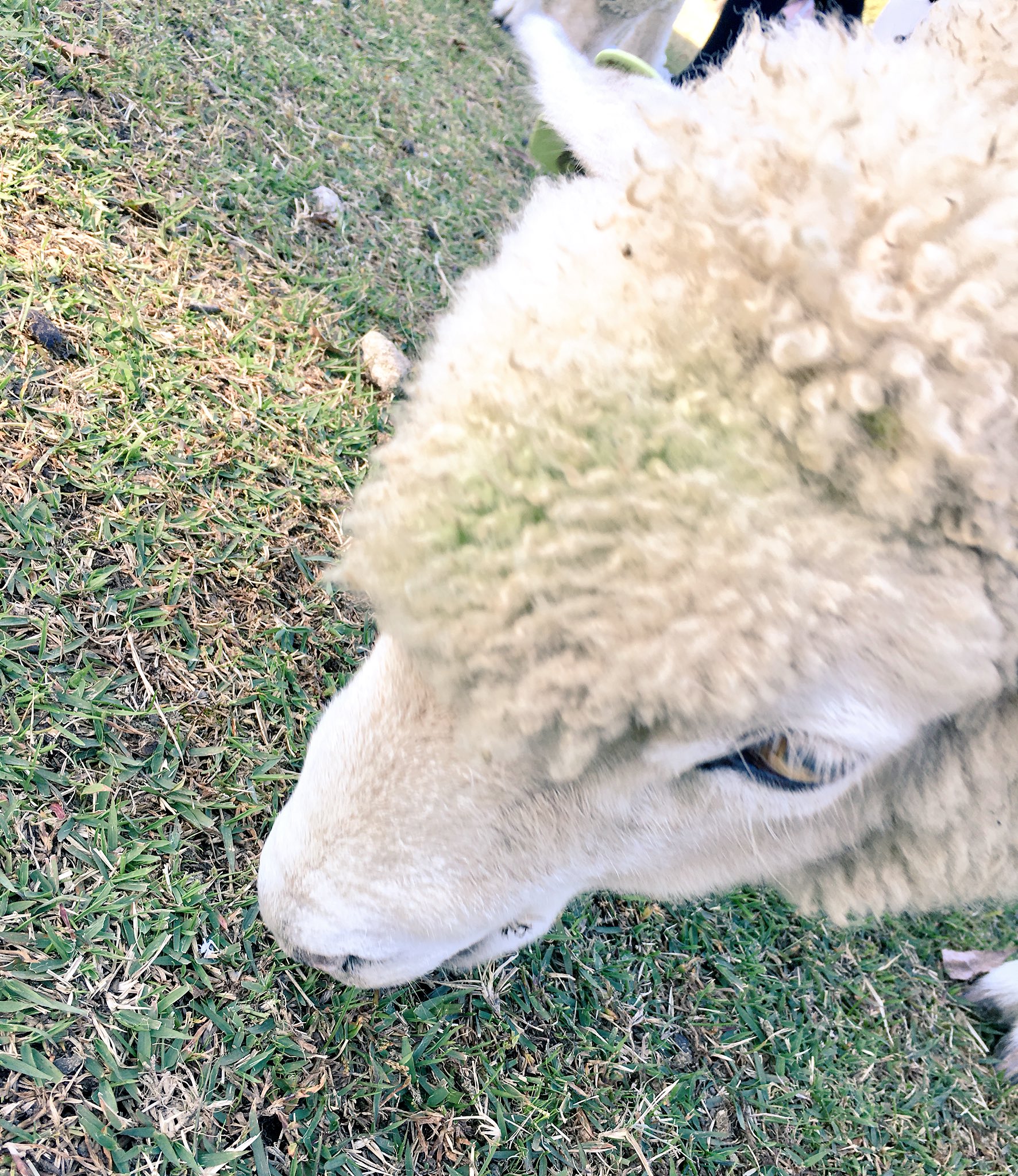 地獄汗だるま No Twitter 超個人的だけど羊成分が足りなすぎて触りたいし乗りたいし抱っこしたいし兎に角じっくり見ていたいから可愛い羊写真眺めてる T Co O0hnvx3xfp Twitter