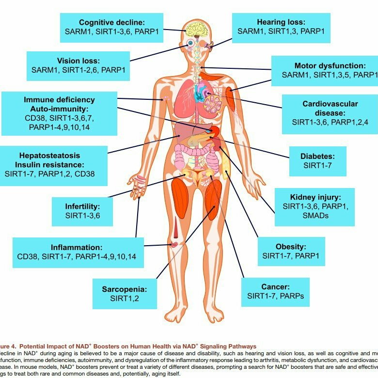 Resveratrol011's tweet photo. The below pictures indicate the many health of NAD+ which appears in  the science research in mice and humans. One supplement that  increase NAD+ is Nicotinamide riboside NR a form of #VitaminB3.
#healthyaging #supplement #NicotinamideRiboside #lifespan #telomeres #brainhealth https://t.co/iRxB4eOnW5