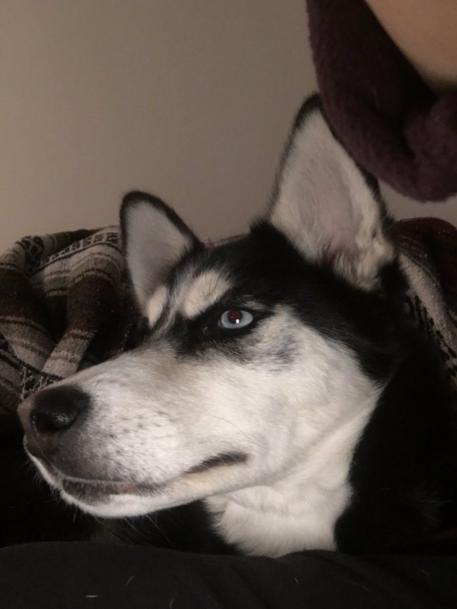 Waiting eagerly for the Westminster Dog Show #BestAtHomeContest