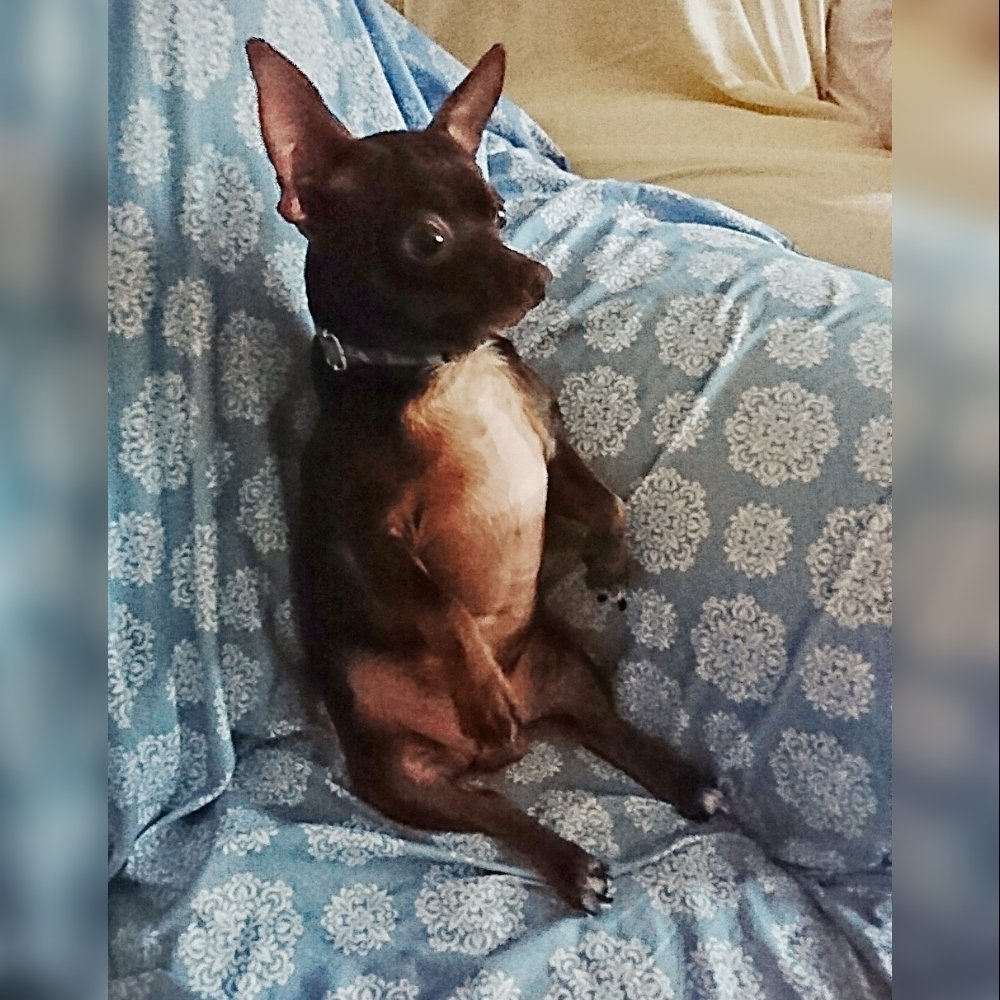 Franliebe's tweet photo. #MeEncantaMiPerro #murcy todo un amor! Bipolar jajajaja https://t.co/CWaU0MenIA